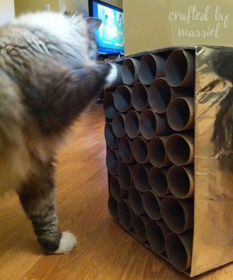 Diy Treat Dispensing Cat Toy, Diy For Cats Projects, Cat Entertainment Indoor Diy, Indoor Cat Enrichment Diy, Handmade Cat Toys Diy, For Cats Diy, Cat Enrichment Toys, Enrichment For Cats, Cat Diy Toys