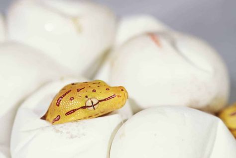 After buying my first set of snake eggs, I wondered how long it would take for those eggs to hatch, so I did a little research and I've written it up to share Snake Eggs, Snake Breeds, Poultry Business, Pet Snakes, Green Anaconda, Reptile Incubator, Baby Snakes, Types Of Snake, Slide Out Shelves