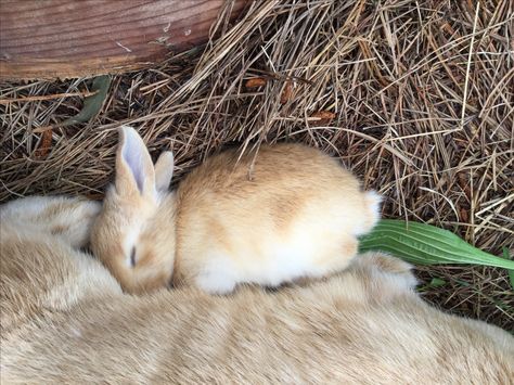 Bunny Sleeping, Baby Rabbits, Cute Bunny Pictures, Bunny Mom, Pet Bunny, Bunny Pictures, Bunny Lovers, Funny Bunnies