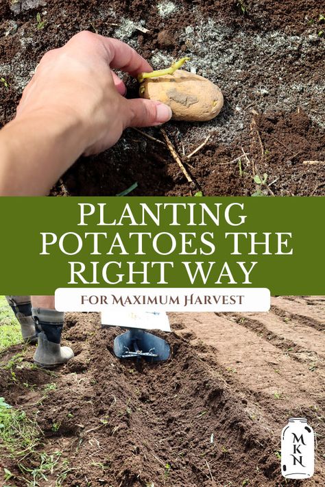 When To Plant Potatoes, How To Plant Potatoes, Grow Potatoes In Container, Plant Potatoes, Potato Tower, Container Potatoes, Seed Potatoes, Potato Gardening, Potato Varieties