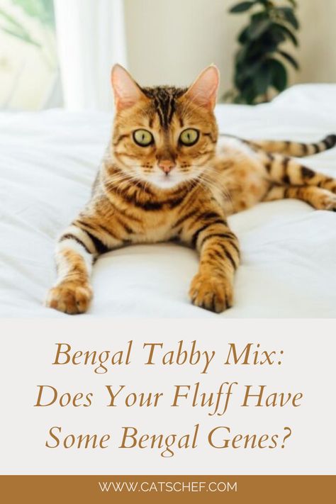 Bengal Cat Personality, Rare Cat Breeds, Cat Personalities, What Cat, Pets Cute, Love Animals, Unique Cats, Ragdoll Cat, Bengal Cat