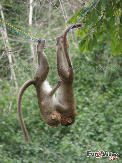 Best Funny Pics of Animal Love Monkey See Monkey Do, Hanging Upside Down, Mandrill, Great Ape, A Monkey, Little Monkeys, Primates, Sweet Animals, Animal Planet