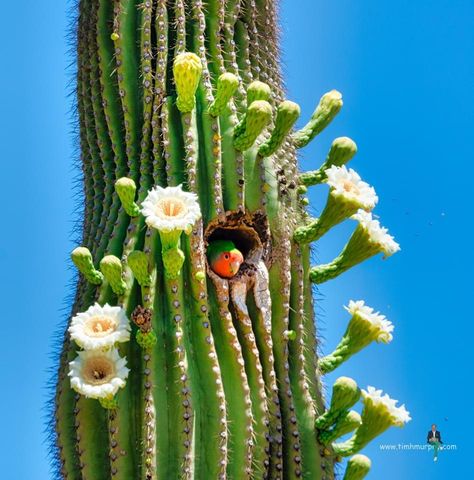 Resurrection Plant, Weird Trees, Cactus Photography, Blooming Cactus, Plantas Vs Zombies, Desert Art, Cactus Art, Unusual Flowers, Saguaro Cactus