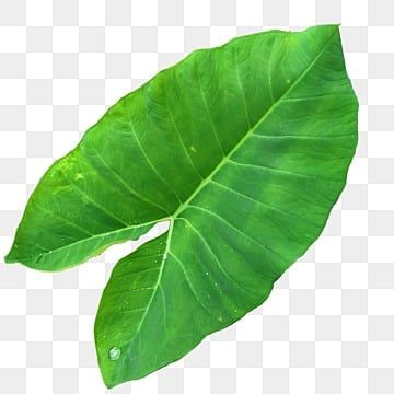 Taro Leaf, Taro Leaves, Taro Plant, Green Grass Background, Plant Png, Grass Background, Map Pictures, Leaves Illustration, Leaf Clipart