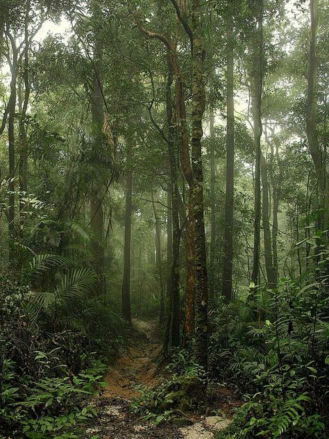 Jungle & mist.... Imagine it at night Jungle Pic, Jungle At Night, Relaxing Forest, Jungle Pictures, Night Jungle, Forest At Night, Forest Sounds, Jungle Forest, Forest Scenery