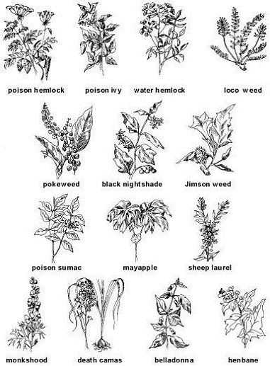 Poisonous Plants Tattoo, Deadly Plants Tattoo, Deadly Plant Tattoo, Poisonous Plant Tattoo, Poison Plant Tattoo, Poisonous Flowers Tattoo, Body Butter Vs Lotion, Herb Tattoo, Deadly Plants