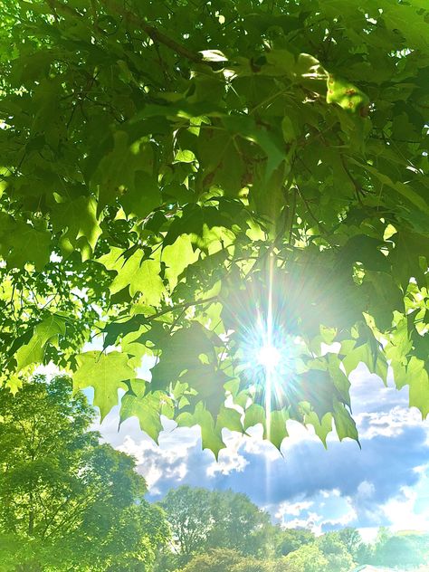 #trees #green #greentheme #cool #sunlight #aesthetic #photography #treephotography #naturephotographer #naturephotography Sunlight Through Leaves, Sunlight Through Trees, Green Aesthetic Bright, Natural Sunlight Aesthetic, Fresh Green Aesthetic, Sunny Afternoon Aesthetic, Spring Green Aesthetic, Summer Green Aesthetic, Green Trees Aesthetic