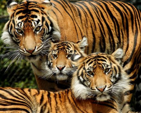 Tiger Family, Tiger Roaring, Save The Tiger, Cat Species, Tiger Pictures, Most Beautiful Animals, Wild Creatures, Bengal Tiger, Baby Tattoos