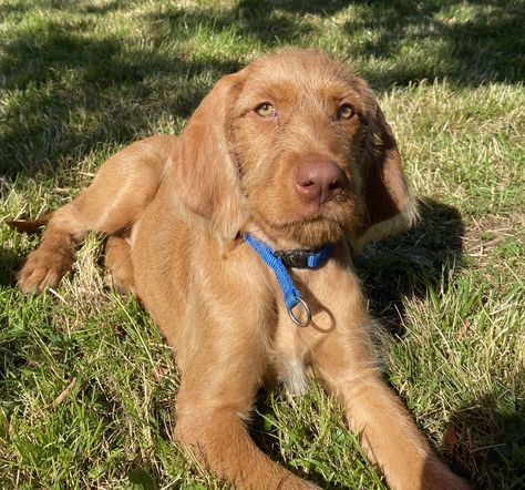 Hungarian Dog, Wirehaired Vizsla, Dream Pet, Akc Breeds, German Wirehaired Pointer, Man And Dog, Future Family, Cute Dogs And Puppies, I Love Dogs