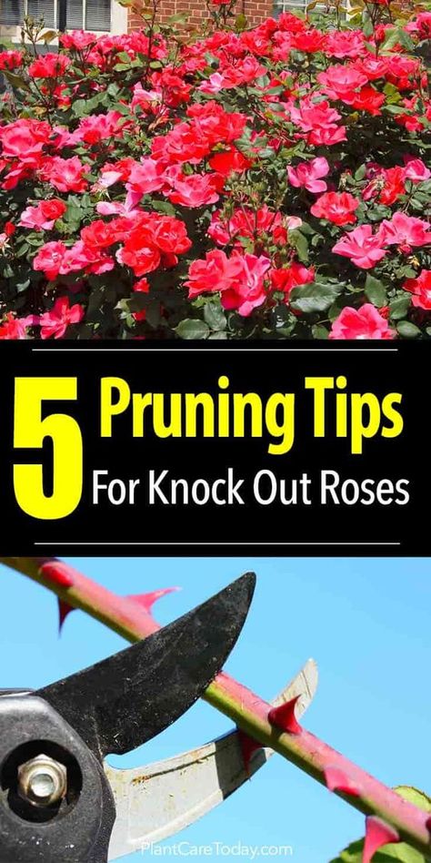 Learn to Prune Knockout Roses is part of growing this hot, colorful, prolific, minimal care, drought tolerant, black spot resistant rose [LEARN MORE] Prune Knockout Roses, Knockout Roses Care, Pruning Knockout Roses, Double Knockout Roses, Roses Garden Care, Knock Out Roses, Rose Plant Care, Pruning Roses, Knockout Roses