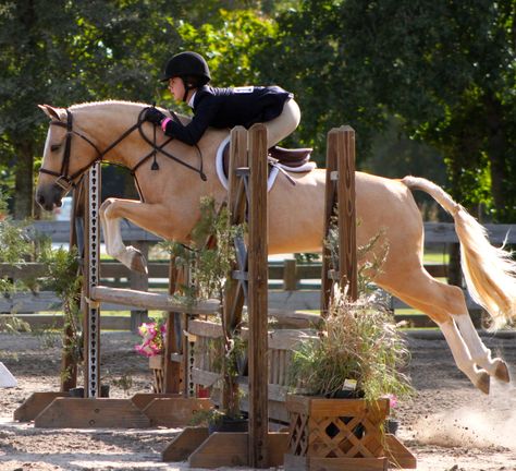 Palomino Horse Jumping, Horseback Aesthetic, Horse Hunter Jumper, Pony Finals, Hunter Jumping, Pony Hunters, Beautiful Horses Wild, Hunter Jumper Horses, Hunter Horse