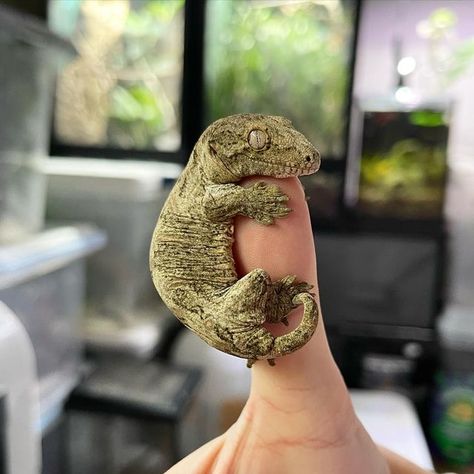 Shannon🦎 on Instagram: "Little baby leachie gecko. Aren’t they just so adorable?🥹 Produced by @ellisonreptiles • • • • • #leachieanus #leachie #leachiegecko #leachies #leachiesofinstagram #leachiesofig #geckos #geckosofinstagram #babygecko #reptiles #reptilesofinstagram #petsofinstagram #petlovers #petsoftheday #picoftheday #animallover #reptilebreeder #reptilekeeper #giantgeckosofinstagram #explore #explorepage #reptilephotography" Leachie Gecko, Baby Reptile, Pet Reptiles, Reptile Care, Cute Lizard, Reptile Room, Tea Plant, Cute Reptiles, Plant Room