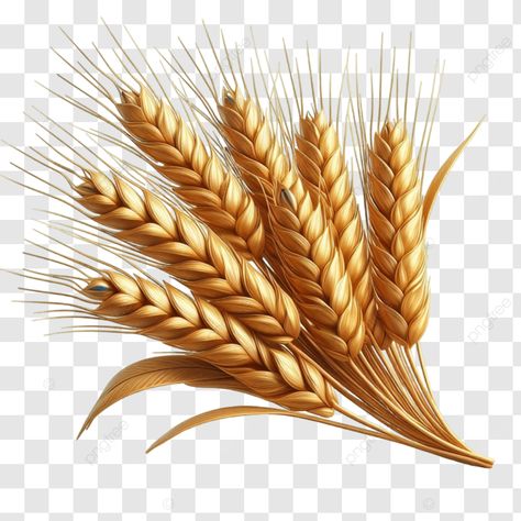 golden wheat stalks golden wheat stalks wheat agriculture png Wheat Images, Wheat Bundle, Wheat Stalk, Wheat Sheaf, Drawing Books, Wheat Design, Brand Pattern, Golden Wheat, Wheat Field