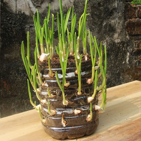 Plastic Bottles Planters, Aesthetic Garden Ideas, Regrow Veggies, Window Exhibition, Bottle Gardening, Recycled Garden Planters, Garlic Farm, Regrow Vegetables, Raised Gardens