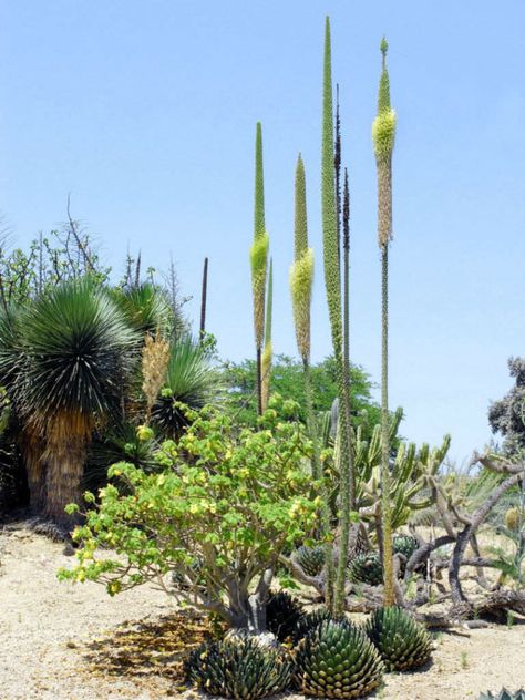 Agave victoriae-reginae Cacti Landscape, Blooming Succulents, Succulent Gardens, Large Flower Pots, Dry Garden, Blue Agave, Agave Plant, Beautiful Trees, Garden Planner