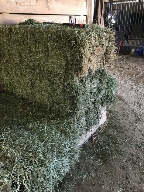 Alfalfa Hay For Horses, Hay For Horses, Hay Feeder For Horses, Equine Veterinarian, Alfalfa Hay, Horse Nutrition, Horse Hay, Grass Hay, Horse Knowledge