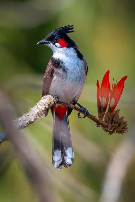 Red whiskered bulbul sitting on the branch in the forest Butterflies Reference Photo, Indian Birds Photography, Animal Reference Photos For Artists, Bird Photos Photography, Wildlife Photography Birds, Nature Watercolor Art, Birds Photography Nature, Blue Bird Art, Color Drawing Art