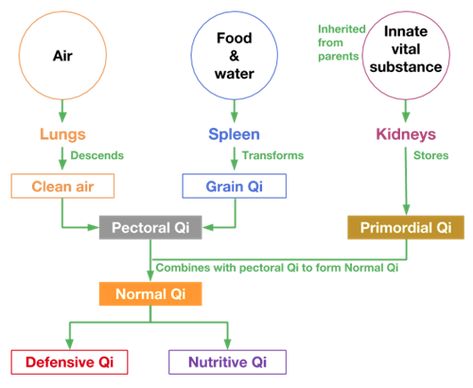 The basic concepts of Chinese Medicine Chemical Energy, Chinese Philosophy, Western Medicine, Body Fluid, Large Intestine, Body Organs, Earth Elements, Education Center, Medical Field