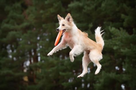 Dog Jumping Reference, Air Animals, Dogs Jumping, Dog Reference, Dog Frisbee, Jumping Dog, Dog Jumping, Dogs Playing, Dog Sports