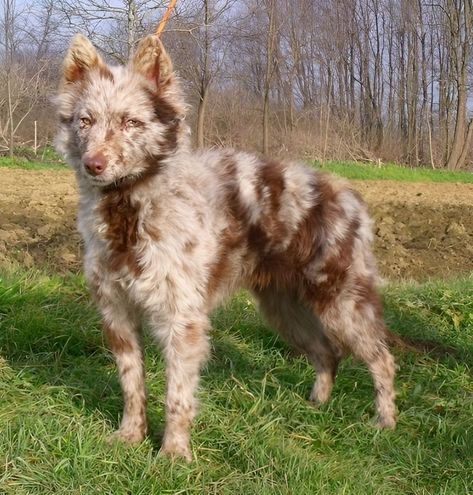 Whether or not you agree that dogs are man's best friend, I hope we can at least agree that they're an endless source of wholesome and heartwarming moments. Unique Animals Beautiful, Mudi Dogs, Merle Dogs, Mudi Dog, Unusual Pets, Dog Oc, Animal Oc, Unique Dogs, Red Merle Australian Shepherd