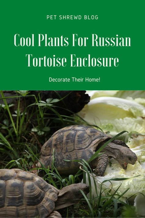 Best Tortoise Enclosures, Russian Tortoise Food, Plants For Tortoise Habitat, Russian Turtle Habitat, Tortoise Enclosure Decor, Tortoise Safe Plants, Tortoise Toys Diy, African Spurred Tortoise Habitat, Outdoor Russian Tortoise Enclosure