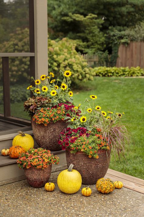 Fall Container Plants, Proven Winners Plants, Coral Bells Heuchera, Fall Container Gardens, Fall Containers, Coral Bells, Fall Planters, Proven Winners, Cold Frame