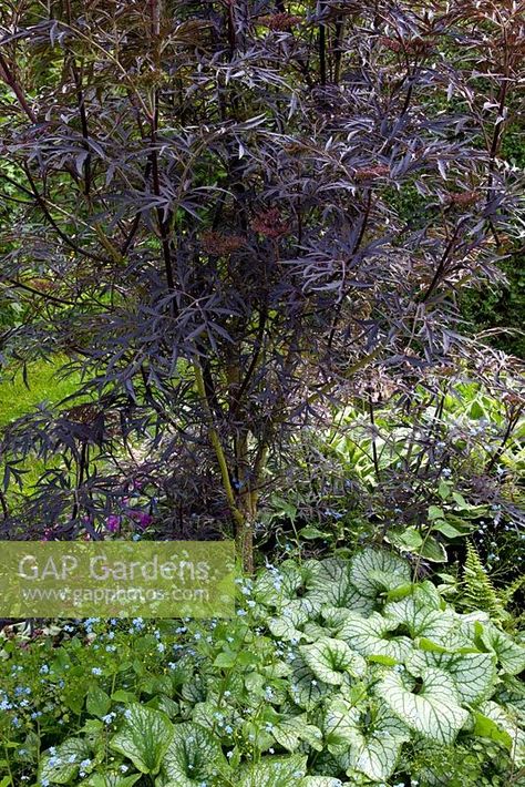 Brunnera Jack Frost, Garden Near House, Cobblestone Backyard, Sambucus Black Lace, Sambucus Nigra Black Lace, Kim Scott, Garden Renovation Ideas, Shrub Border, Colorado Garden