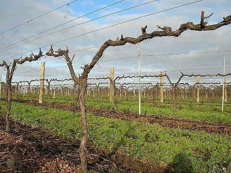 Backyard Vineyard, Training Vines, Grape Tree, Grape Trellis, Grape Vineyard, Grape Plant, Vine Trellis, Growing Fruit Trees, Growing Grapes