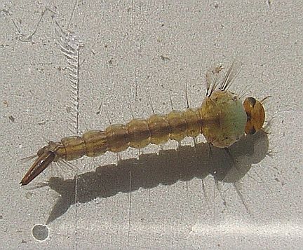 Mosquito Larva Mosquito Larvae, Microscopic Photography, Bugs, Insects