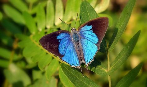 Peacock Royal butterfly open wing stock photography Open Wings, Peacock Butterfly, Urban Park, Forest Garden, Butterfly Tattoo, Stock Photography, Tattoo Ideas, Butterflies, Photo Image