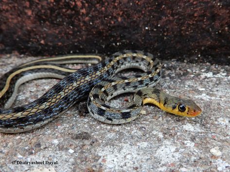 Buff Striped Keelback. #buffstripedkeelback #keelback #keelbacksnake #snakes #snakesofindia #snakesofmaharashtra #reptiles #reptilesofindia #reptilesofmaharashtra #wildlife #photography Snakes, Wildlife Photography, Reptiles, Photography