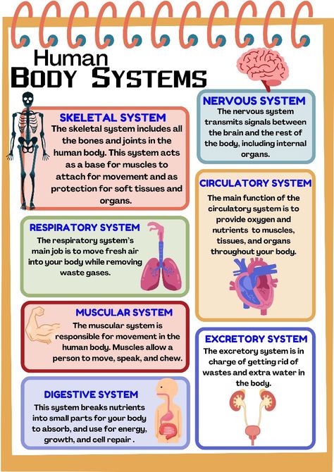 #science  #scienceworksheet #bodysystem Systems Of The Body Anatomy, Basic Science Knowledge, Human Body Systems Projects High School, Human Body Systems Notes, Science Basics, Human Body System, Nursing School Studying Cheat Sheets, Types Of Science, Medical Terminology Study