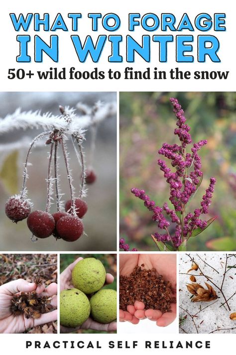 Foraging In Upstate Ny, Winter Foraging Pnw, Midwest Foraging, Foraging Tools, Foraging Calendar, Winter Foraging, Wild Crafting, Medicinal Wild Plants, Wild Foraging