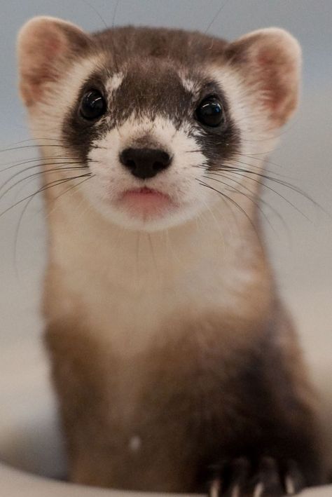 Black Footed Ferret, Funny Ferrets, Cute Ferrets, Savannah Cat, Endangered Animals, Animal Sketches, Horse Care, Cute Animal Pictures, Ferret