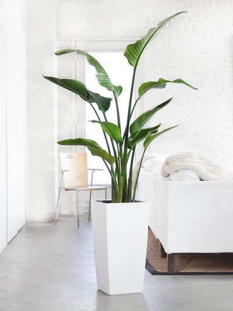 Bird of Paradise Large Houseplant Bird Of Paradise Plant Indoor, Tall Potted Plants, Big Indoor Plants, Birds Of Paradise Plant, Tall Indoor Plants, Bird Of Paradise Plant, Large Indoor Plants, Paradise Plant, نباتات منزلية