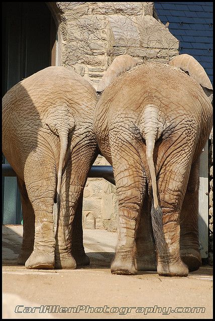 Rompestumper.... Pinnawela Elephant Orphanage, All About Elephants, Asian Elephant Photography, Elephant In The Jungle, Elephant Herd Photography, Elephant Walk, Elephants Photos, Elephant Pictures, Elephant Sculpture