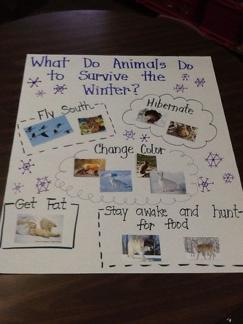 What Do Animals Do To Survive in the Winter anchor chart Hibernation Preschool, Animals That Hibernate, Animal Lessons, Winter Unit, Winter Activities Preschool, Winter Classroom, Winter Kindergarten, Polar Animals, Winter Preschool