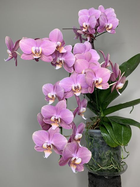 Summer Vs Winter, Phalaenopsis Orchid Care, Hanging Orchid, Repotting Orchids, Indoor Orchids, Orchid Plant Care, Orchid Photography, Orchid Roots, Growing Orchids