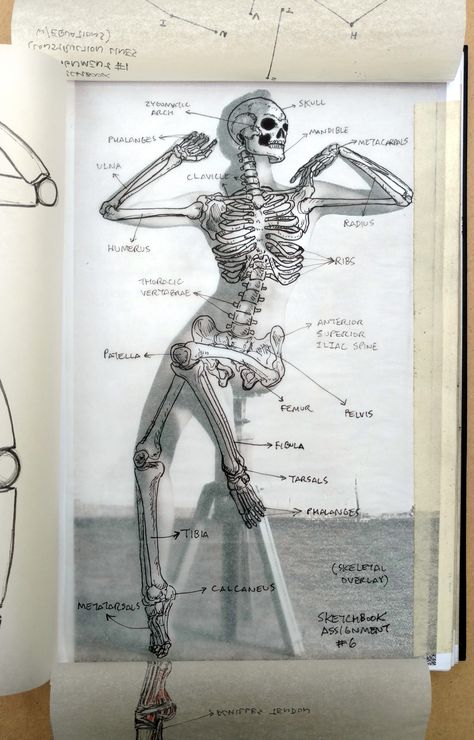 2015 Figure Drawing - Citrus College * SKELETAL Overlay, Picture #1 Sketchbook Assignment: Find a photo, attach to sketchbook, and add 4 overlays on hinged tracing paper: - Construction Lines (with equations) - Block Form Renderings  - Muscle Group (I did the whole body instead) - Skeletal Overlay #arielsartwork #figuredrawing #citruscollege #markwessel #skeleton #skeletalstudy #pen #tracingpaper #model #photograph #pose #bodylanguage #anatomy #art #drawing #sketchbook Skeleton Anatomy, Skeleton Drawings, Human Anatomy Drawing, Human Skeleton, Human Figure Drawing, Human Anatomy Art, Anatomy Sketches, Anatomy For Artists, Skeleton Art