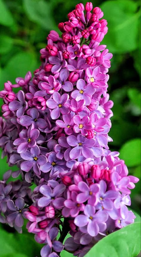 Lilac Bushes, Lilac Tree, Lilac Flowers, Flower Phone Wallpaper, Beautiful Flowers Pictures, Flower Beauty, Flowers Nature, Flower Photos, Beautiful Blooms