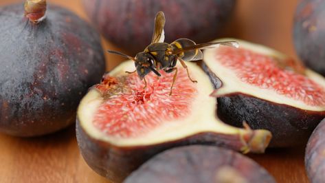 Fig Wasp, Fig Branch, Store Fruit, Fig Newtons, Fig Fruit, Egg Laying, Fresh Figs, About People, Fig Tree