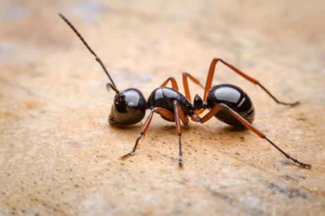 Ant Image, Bug Reference, Ant Killer Recipe, Wood Ants, Repellent Diy, Ant Tattoo, Ant Crafts, Tiny Ants, Ant Repellent