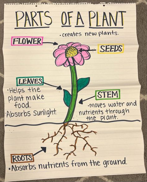 Plant Anchor Chart Kindergarten, Gardening Study Preschool, Gardening Lessons For Kids, Plants Preschool Theme, Creative Curriculum Gardening Study, Plant Life Cycle Worksheet, Teaching Plants, Plants Kindergarten, Plants Classroom