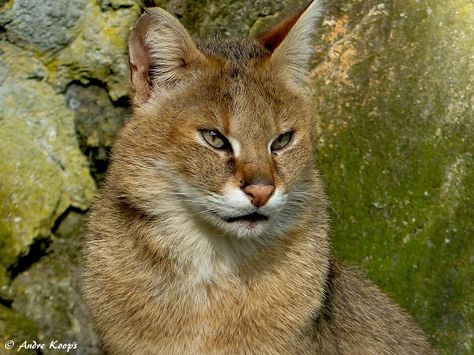 jungle cat (Felis chaus) Black Footed Cat, Jungle Cats, Sand Cat, Magical Beings, Reference Board, Wild Art, Wild Kingdom, Leopard Cat, Jungle Cat