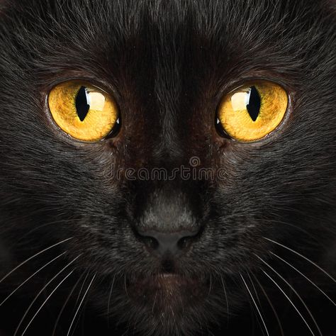 Download Black cat eyes macro stock photo. Image of yellow, cute - 50324986 Yellow Cat Eyes, Cat Eyes Drawing, Animal Background, Avatar Oc, Cat Eye Colors, Eye Pictures, Eyes Drawing, Power Animal, Black Cat Eyes