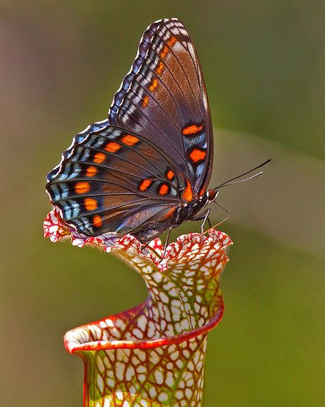 Red-spotted Purple Butterfly Papillon Butterfly, Moth Caterpillar, Flying Flowers, Butterfly Photos, Butterflies Flying, Beautiful Bugs, Butterfly Pictures, Airbrush Art, Bugs And Insects