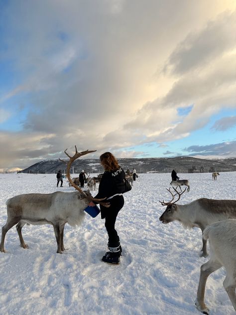 Winter, reindeer, norway, snow, snow outfit, snow looks, snow, tromsø, winter outfit, winter looks, winter travel Winter Norway Outfit, Tromso Norway Winter Outfit, Norway Winter Aesthetic, Norway Outfit Winter, Norway Winter Outfits, Norway Aesthetic Winter, Reindeer Aesthetic, Tromso Norway Winter, Norway Snow