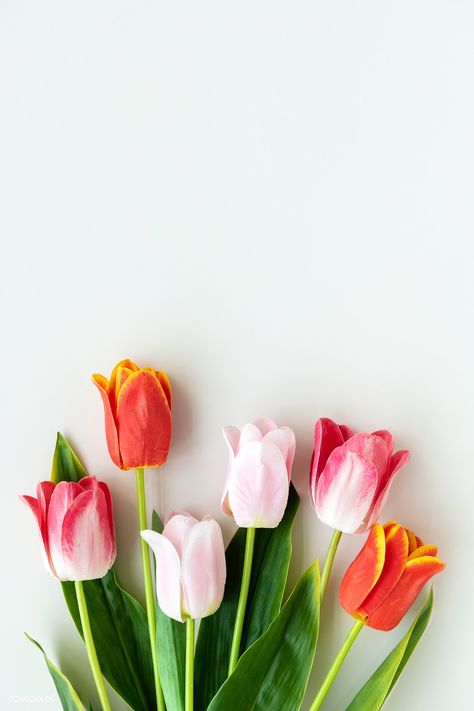 Pink and orange tulips on blank white background template | premium image by rawpixel.com / Ake #picture #photography #inspiration #photo #art #flower #mockup #rose Pink And Orange Tulips, White Background Template, Blank White Background, Tulip Painting, Background Flower, Orange Tulips, Background Template, Tulip Bouquet, Spring Wallpaper