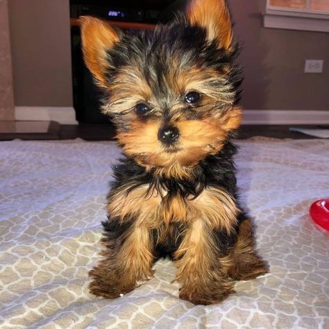 Awesome Male and Female Yorkie Puppies texas, houston. We have one male and one female outstanding AKC Brown Teacup Yorkie puppies. Perfect for you.. #445815 Parti Yorkies, Puppies Yorkie, Yorkie Puppies For Adoption, Parti Yorkie, Teacup Yorkie For Sale, Yorkie Puppies For Sale, Yorkies For Sale, Morkie Puppies, Yorkie Puppy For Sale