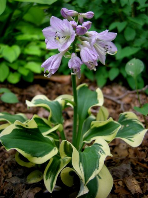 Hosta 'Mini Skirt' Hosta Landscaping, Small Hostas, Hosta Mouse Ears, Mini Hostas, Hosta Flower, Fragrant Bouquet Hosta, Halcyon Hosta, Variegated Hosta, Rockery Garden